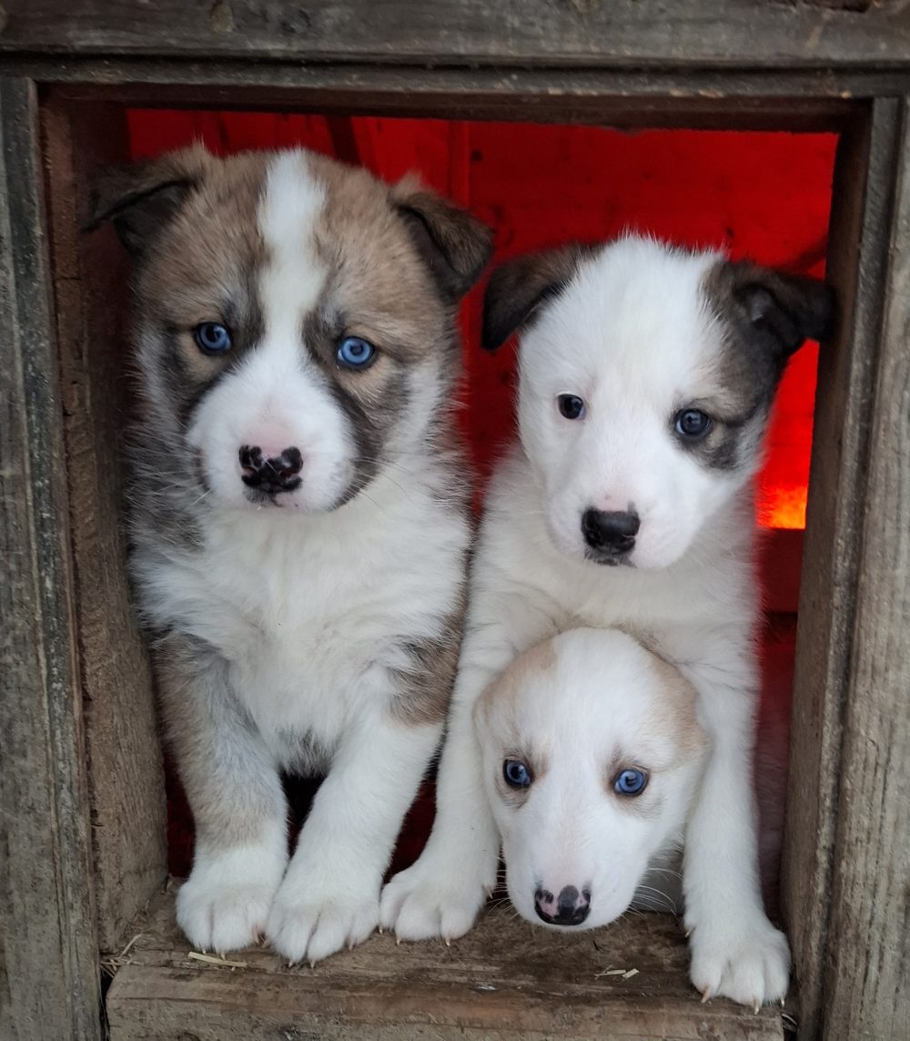 What Makes Lapland’s Huskies So Special?